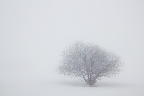 From nowhere. Vosges