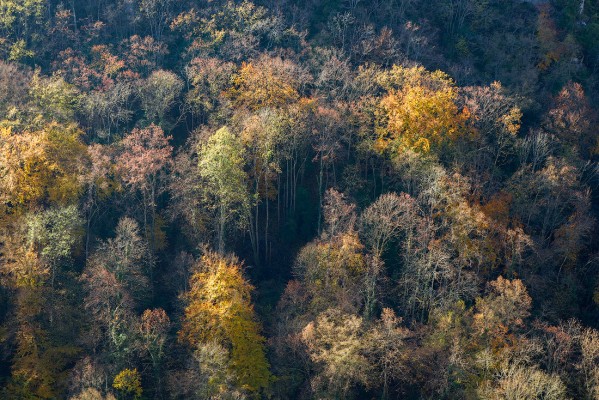 Lost forest. Combe Lavaux