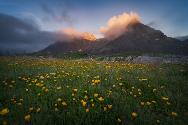 Yellow field. Haut-Giffre